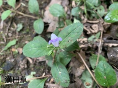 Bonnaya ruelloides