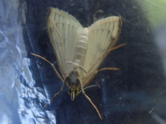 Sitochroa palealis