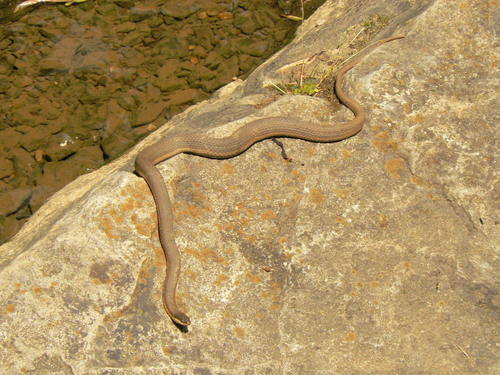 Photo of a Queen Snake (Regina septemvittata)