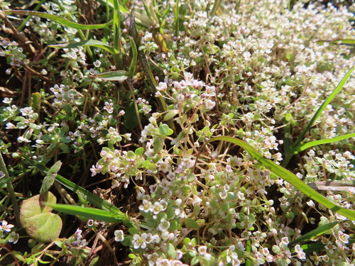 Image of Crassula natans by (c) linkie, some rights reserved (CC BY)