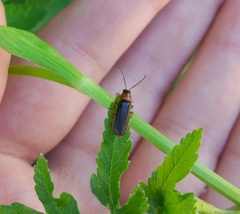 Cantharis flavilabris