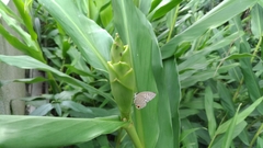 Jamides alecto dromicus