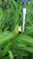 Jamides alecto dromicus