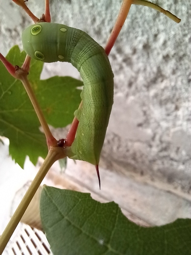 Hippotion celerio
