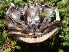 Myoxocephalus