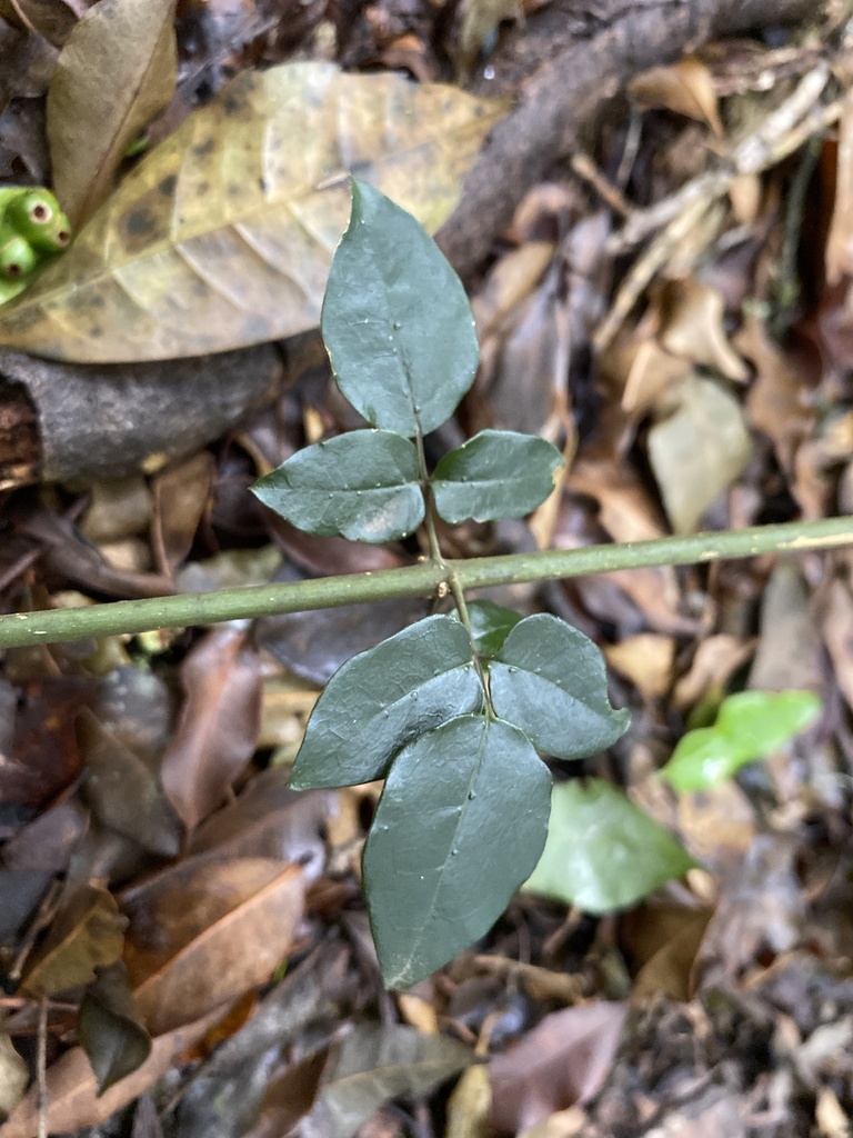 Jasminum abyssinicum, Ehlanzeni, ZA-MP, ZA, by simon_attwood