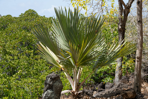 blue latan palm (Latania loddigesii)