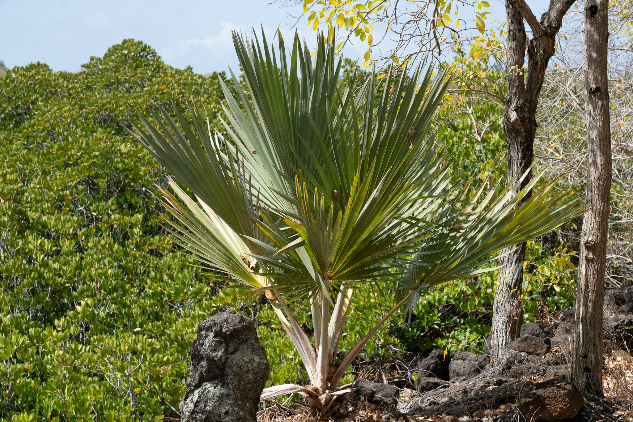 Blue Latan Palm (Latania loddigesii)