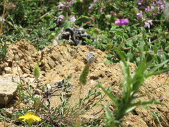 Pseudophilotes vicrama