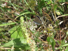 Pseudophilotes vicrama