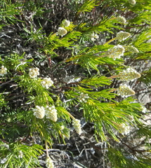 Spatalla racemosa