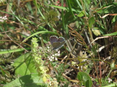 Pseudophilotes vicrama