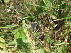 Pseudophilotes vicrama