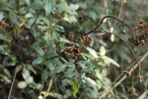 Image of Cistus laurifolius by (c) Javier Sánchez Álvarez, some rights reserved (CC BY)