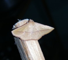 Striglina