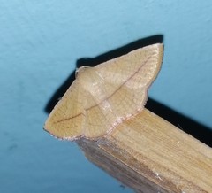 Striglina
