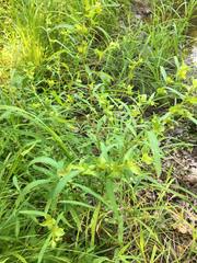 Ludwigia alternifolia