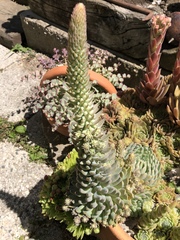 Orostachys
