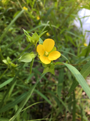 Ludwigia alternifolia