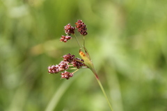 Luzula