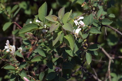 Lonicera korolkowii, photograph Вячеслав Юсупов, CC BY, iNaturalist via GBIF