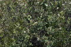 Lonicera korolkowii, photograph Вячеслав Юсупов, CC BY, iNaturalist via GBIF