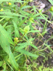 Ludwigia alternifolia