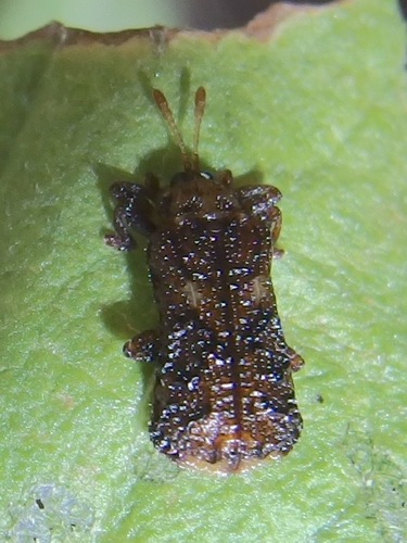 Octotoma marginicollis photo 4