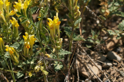 Scutellaria comosa, photograph 3