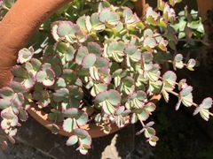 Hylotelephium sieboldii