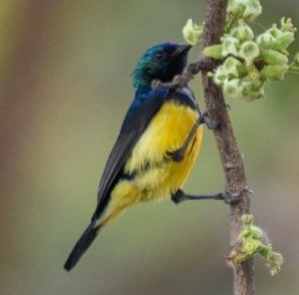 Variable Sunbird