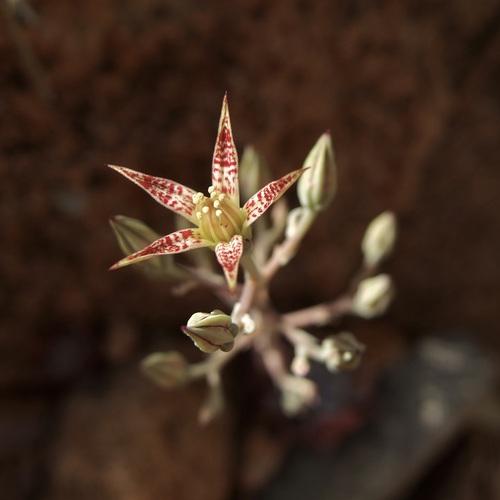 Image of Graptopetalum bartramii by (c) Sue Carnahan, some rights reserved (CC BY)