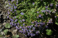 Gentiana lagodechiana