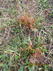 Juncus caespiticius