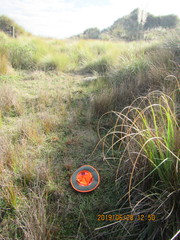 Juncus caespiticius