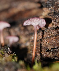 Mycena kurramulla