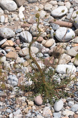 Sanguisorba minor balearica