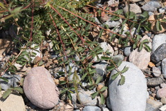 Sanguisorba minor balearica