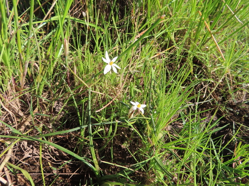 Image of Pauridia aquatica by (c) linkie, some rights reserved (CC BY)