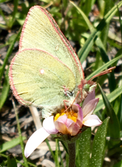Colias behrii