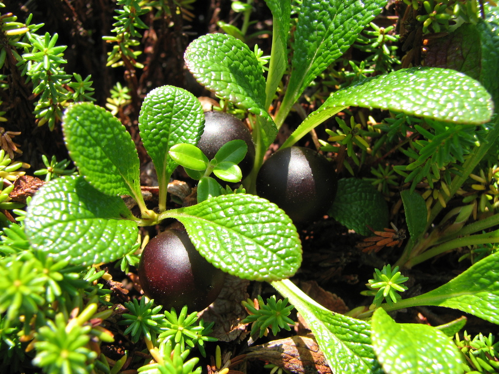 alpine bearberry
