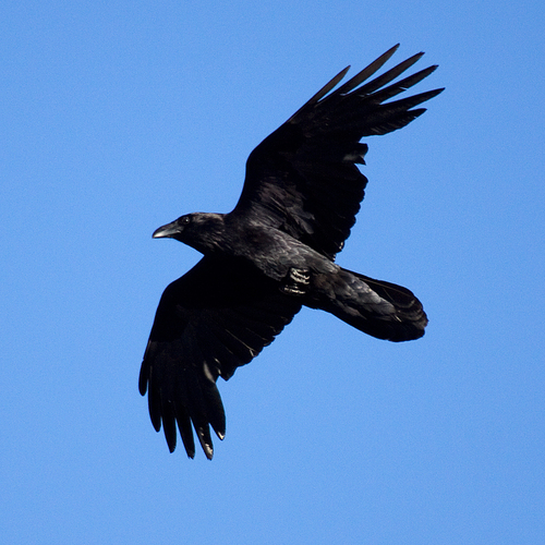 Common Raven photographed in Georgia