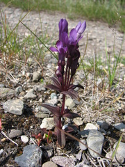 Gentianella auriculata