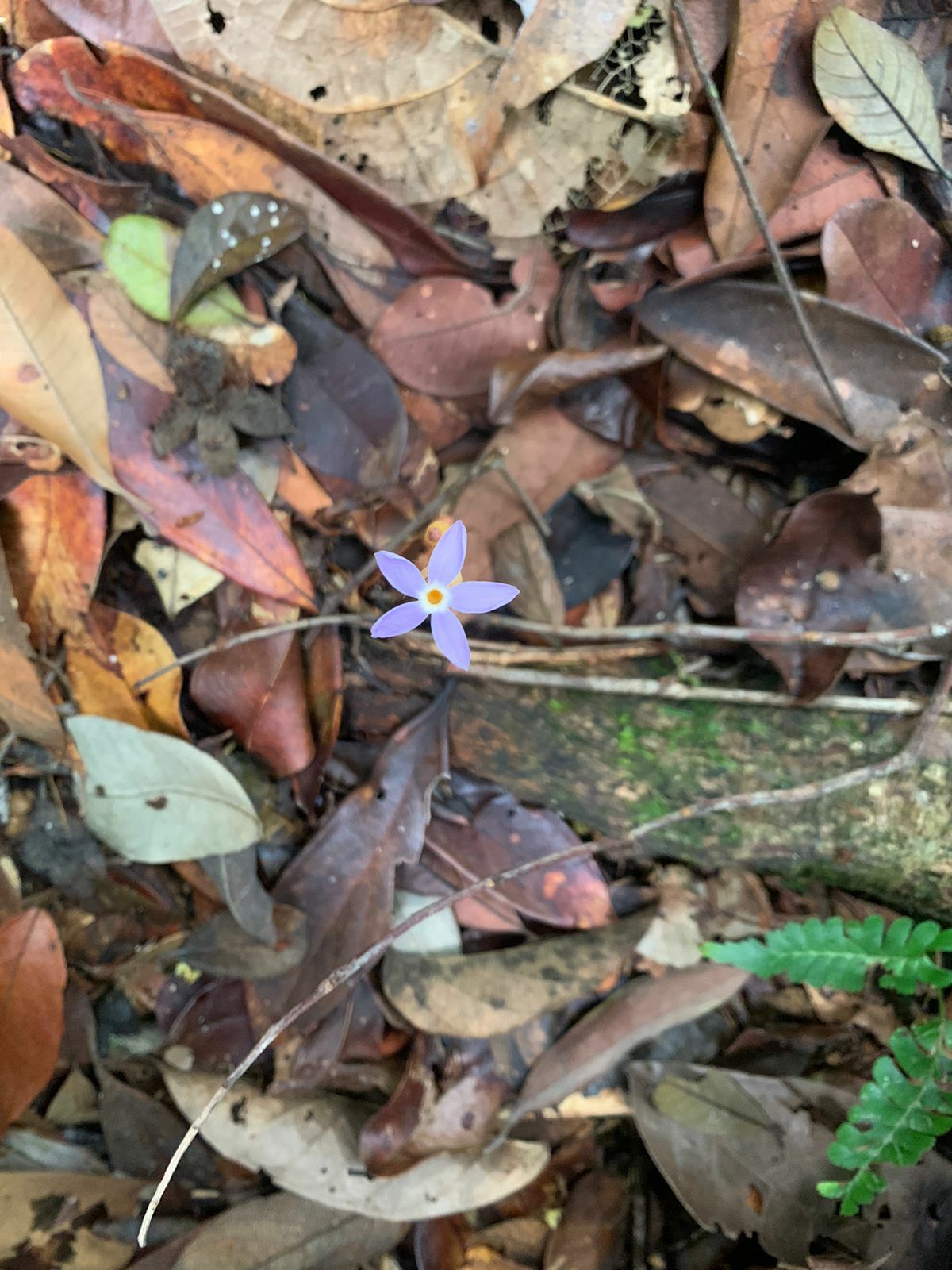 Voyria tenella