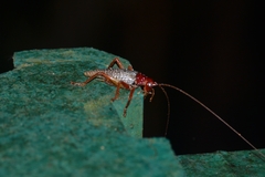 Phlebogryllacris venosa