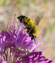 Bombus morrisoni