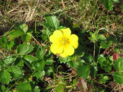 Potentilla stolonifera