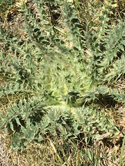Cirsium scariosum