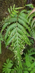 Woodwardia orientalis