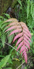 Woodwardia orientalis